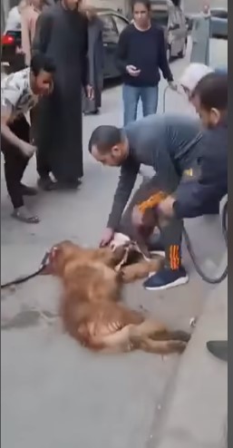 جانب من الفيديو