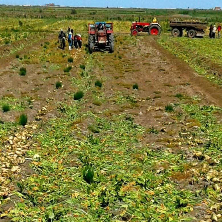 حصاد محصول البنجر ببورسعيد 