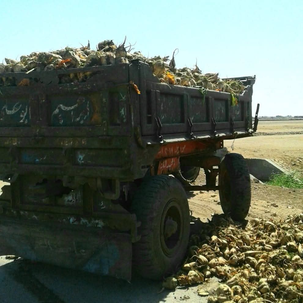 حصاد محصول البنجر ببورسعيد 