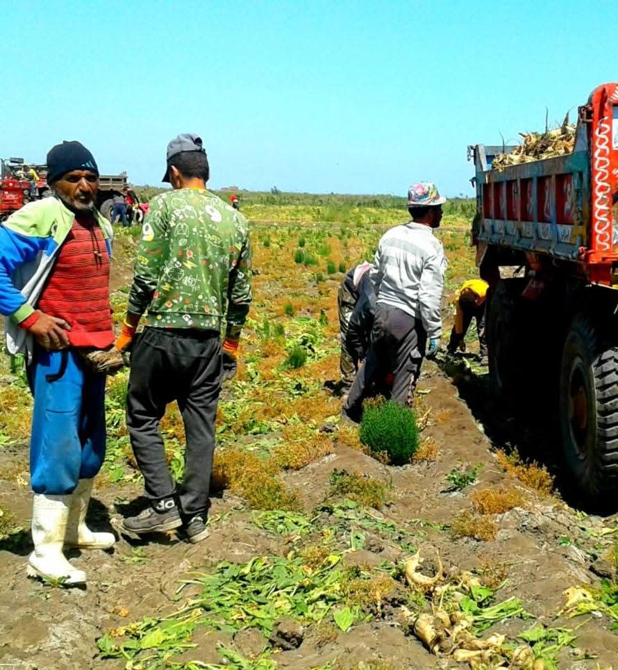 حصاد محصول البنجر ببورسعيد 