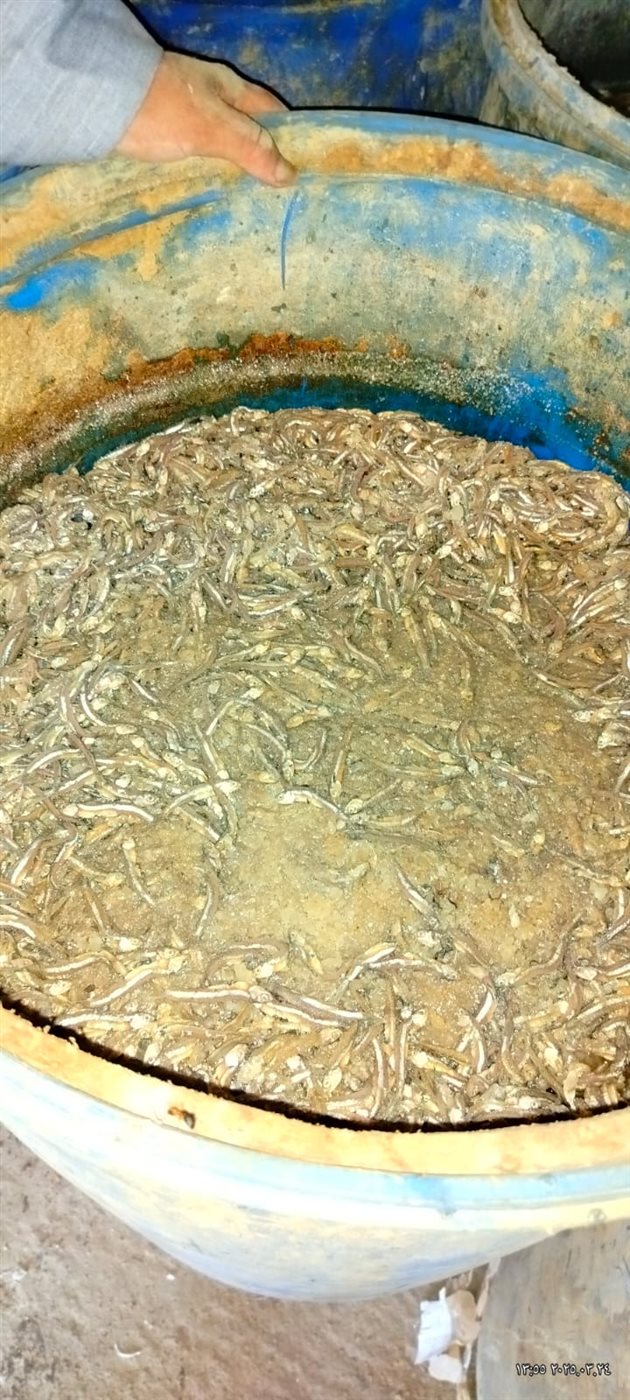 ضبط 2.5 طن أسماك سردين غير صالح للاستهلاك الآدمي بالمنوفية 