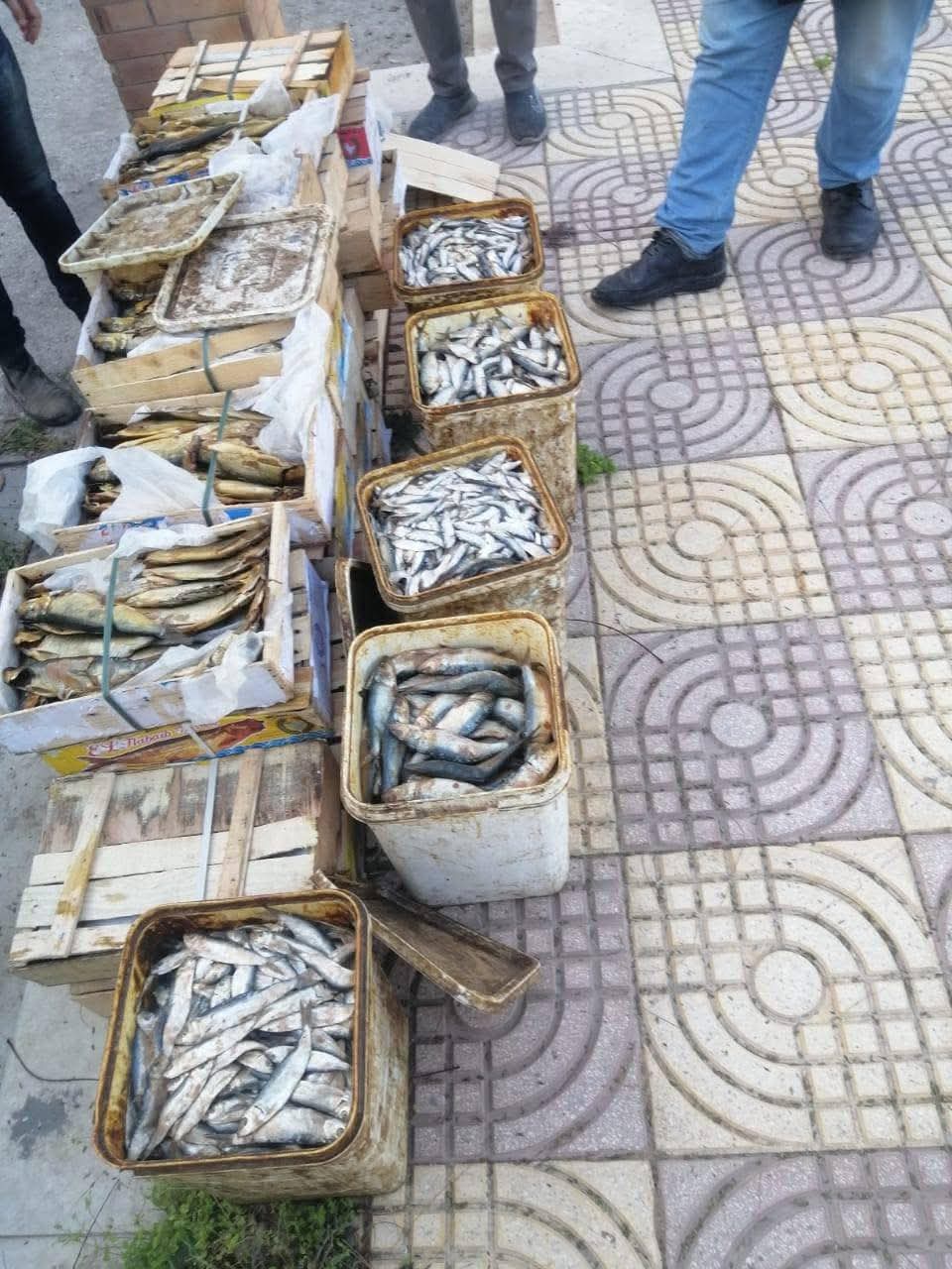 ضبط كميات من الرنجة بكفر الشيخ