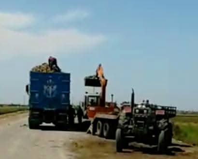 محصول البنجر ببورسعيد 