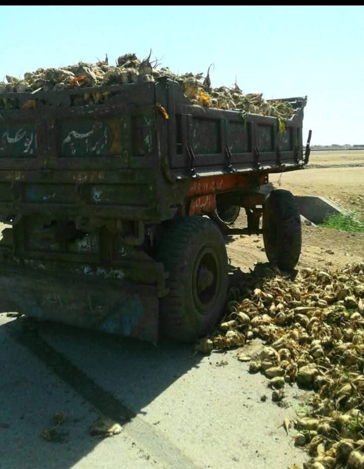 محصول البنجر ببورسعيد 