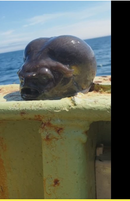 صيد مخلوق غريب في روسيا 