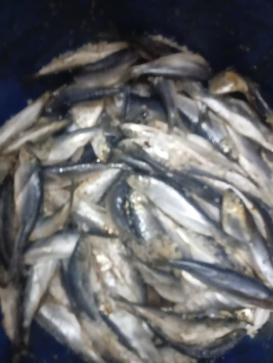 ضبط 6 أطنان و500 كجم من الرنجة والفسيخ فاسدة 