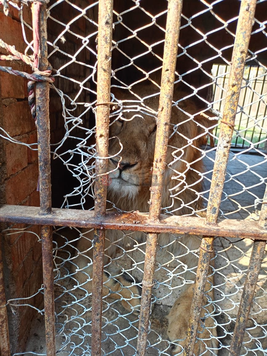 الاسد سعدون