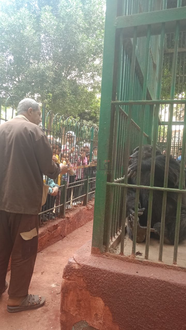 بعد واقعه الاسد ..... 6ألف زائر لحدائق الحيوان في الفيوم خلال ثاني أيام عيد الفطر