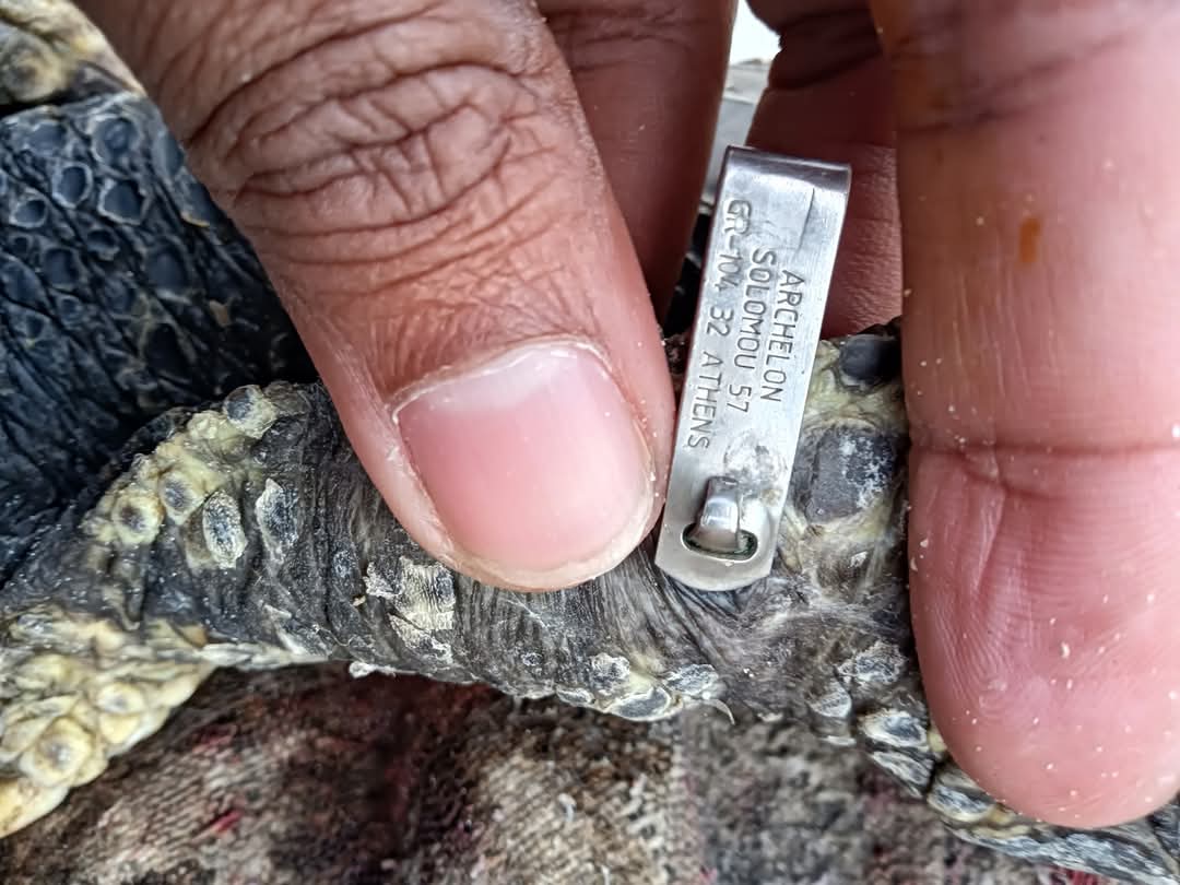 مركز إنقاذ السلاحف البحرية بمحمية أشتوم الجميل ببورسعيد