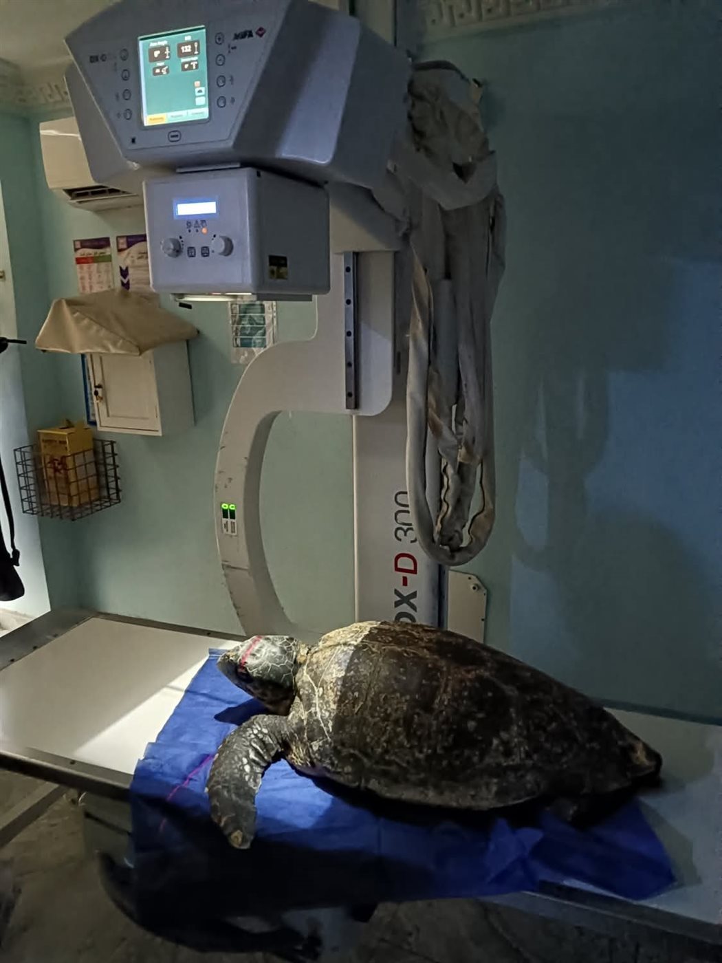 مركز إنقاذ السلاحف البحرية بمحمية أشتوم الجميل ببورسعيد