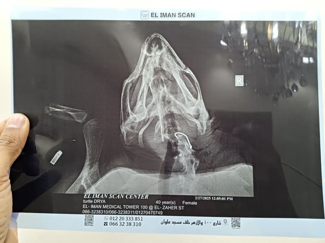 مركز إنقاذ السلاحف البحرية بمحمية أشتوم الجميل ببورسعيد