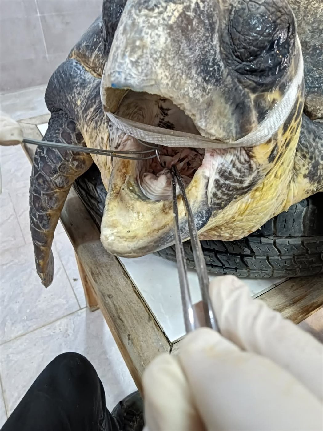 مركز إنقاذ السلاحف البحرية بمحمية أشتوم الجميل ببورسعيد