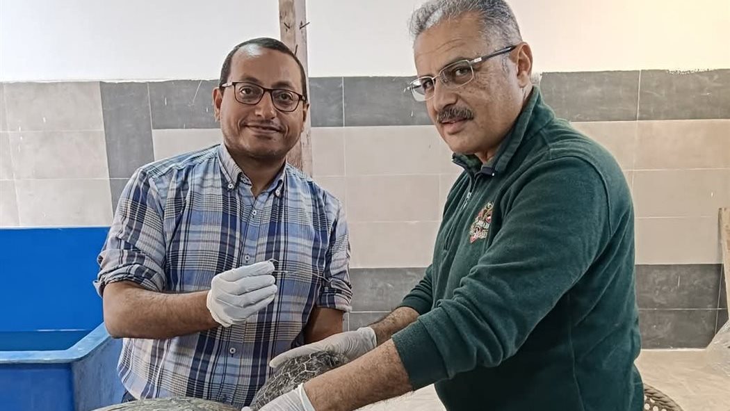 مركز إنقاذ السلاحف البحرية بمحمية أشتوم الجميل ببورسعيد - قص