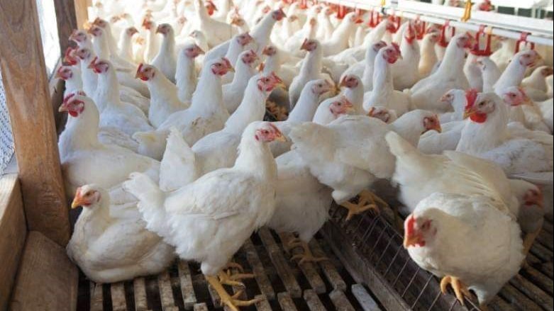 أسعار الفراخ البيضاء اليوم