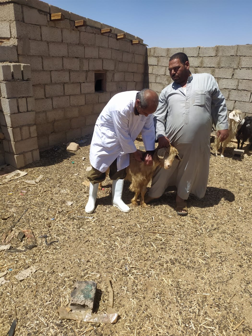 حملة التحصين ضد الحمى القلاعية بجنوب سيناء