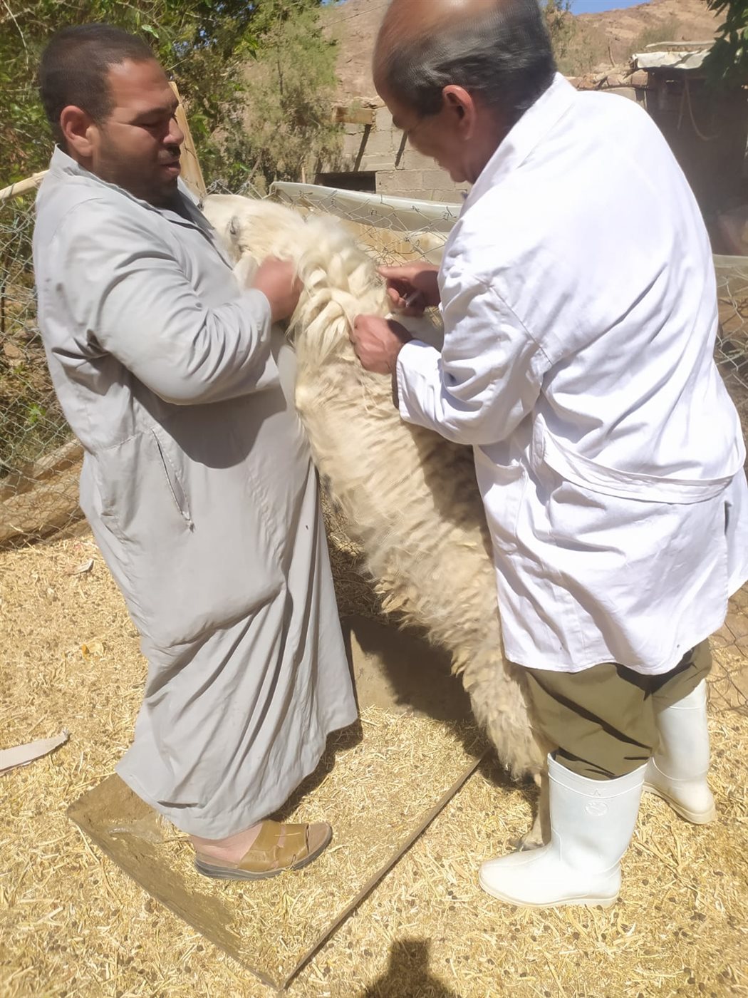 حملة التحصين ضد الحمى القلاعية بجنوب سيناء