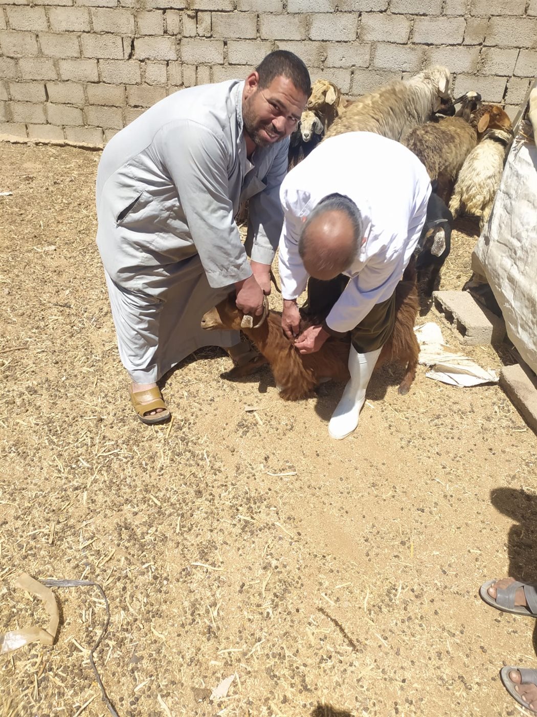 حملة التحصين ضد الحمى القلاعية بجنوب سيناء