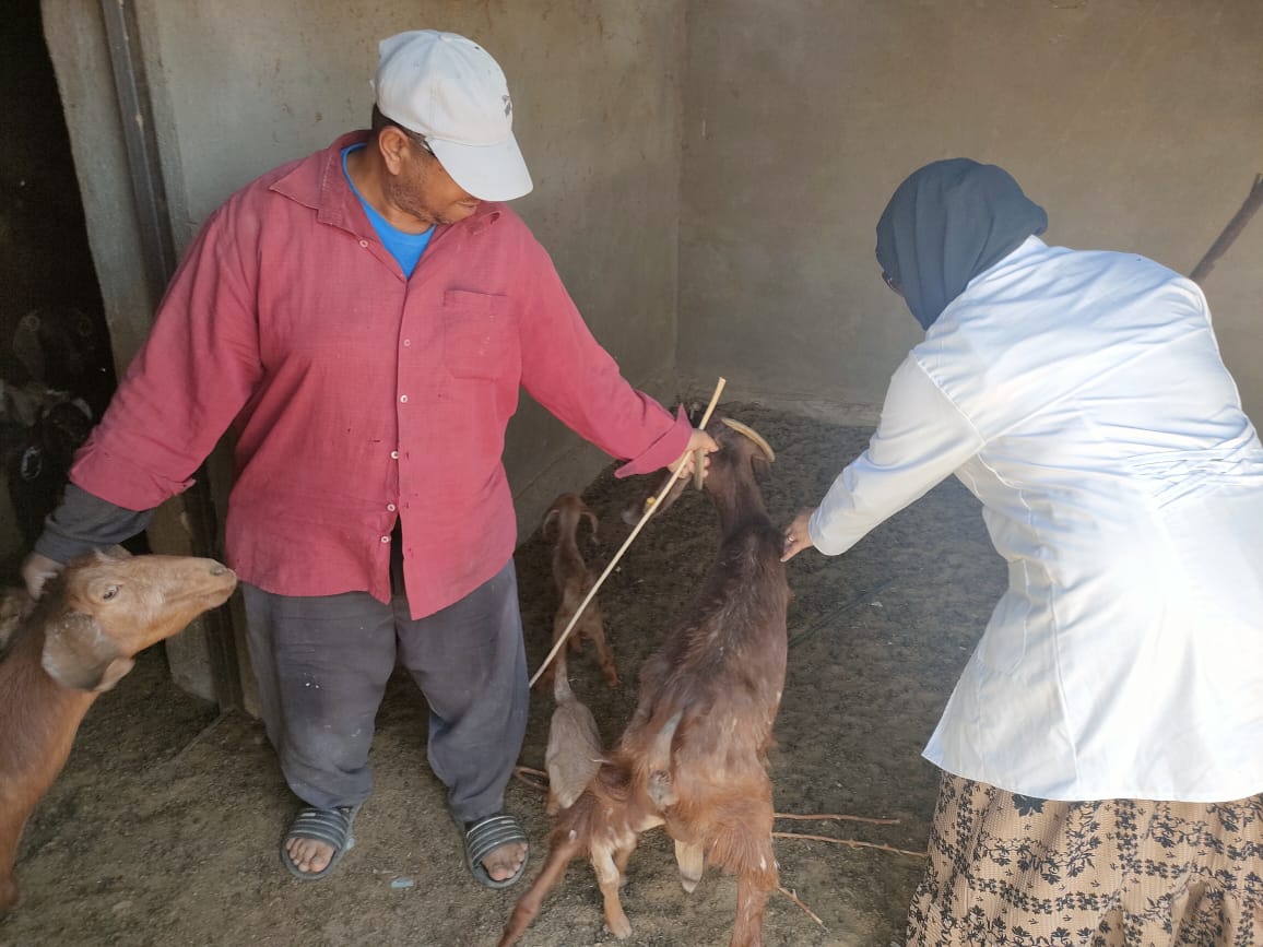 حملة التحصين ضد الحمى القلاعية بجنوب سيناء