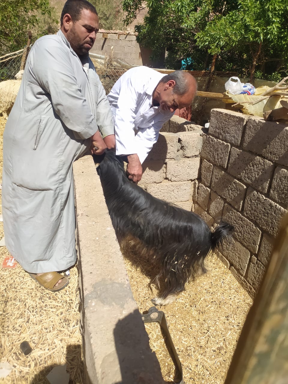 حملة التحصين ضد الحمى القلاعية بجنوب سيناء