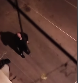 فيديو ل<strong alt=