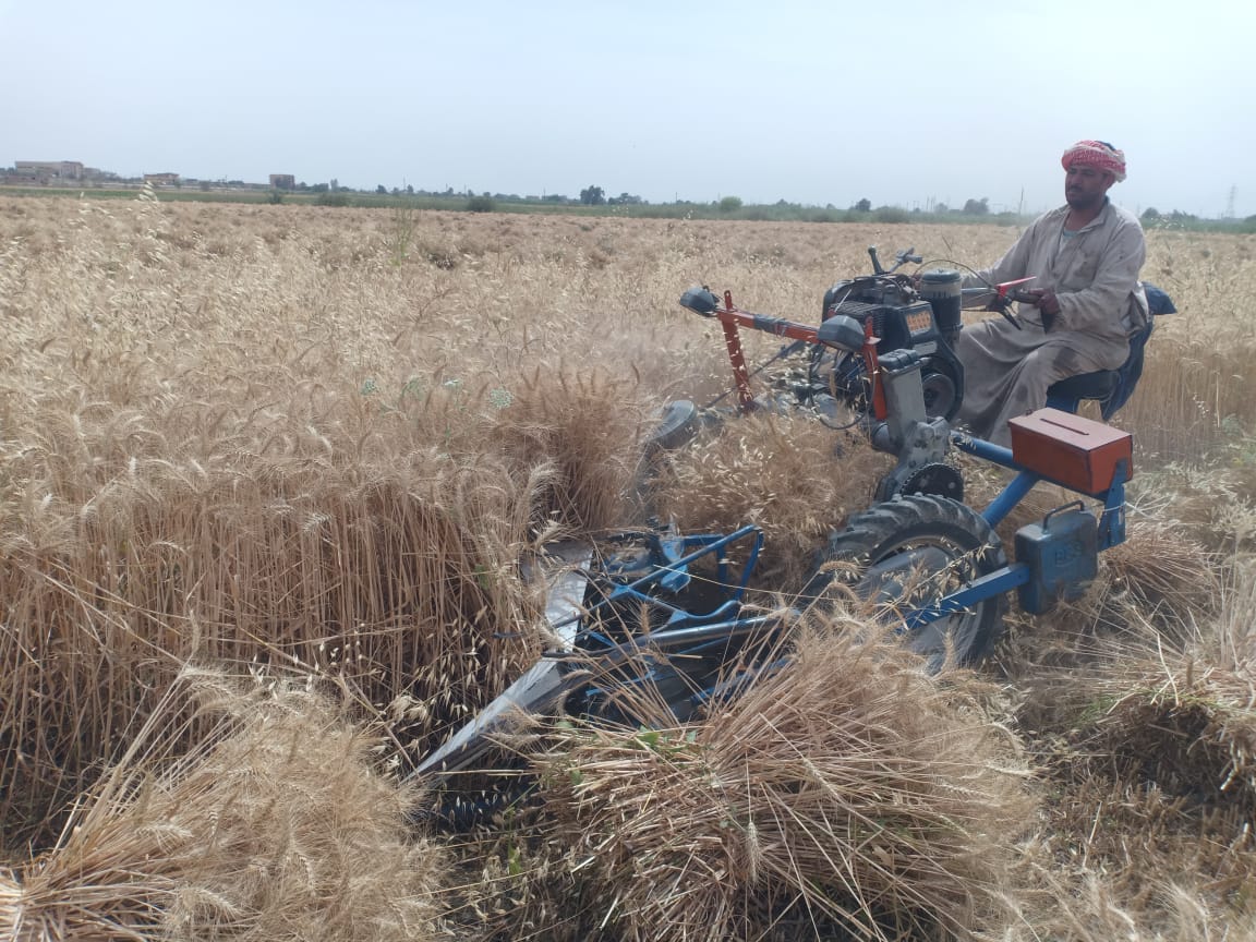 بدء موسم حصاد القمح في الفيوم 
