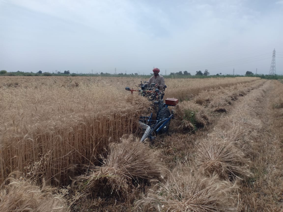 بدء موسم حصاد القمح في الفيوم 
