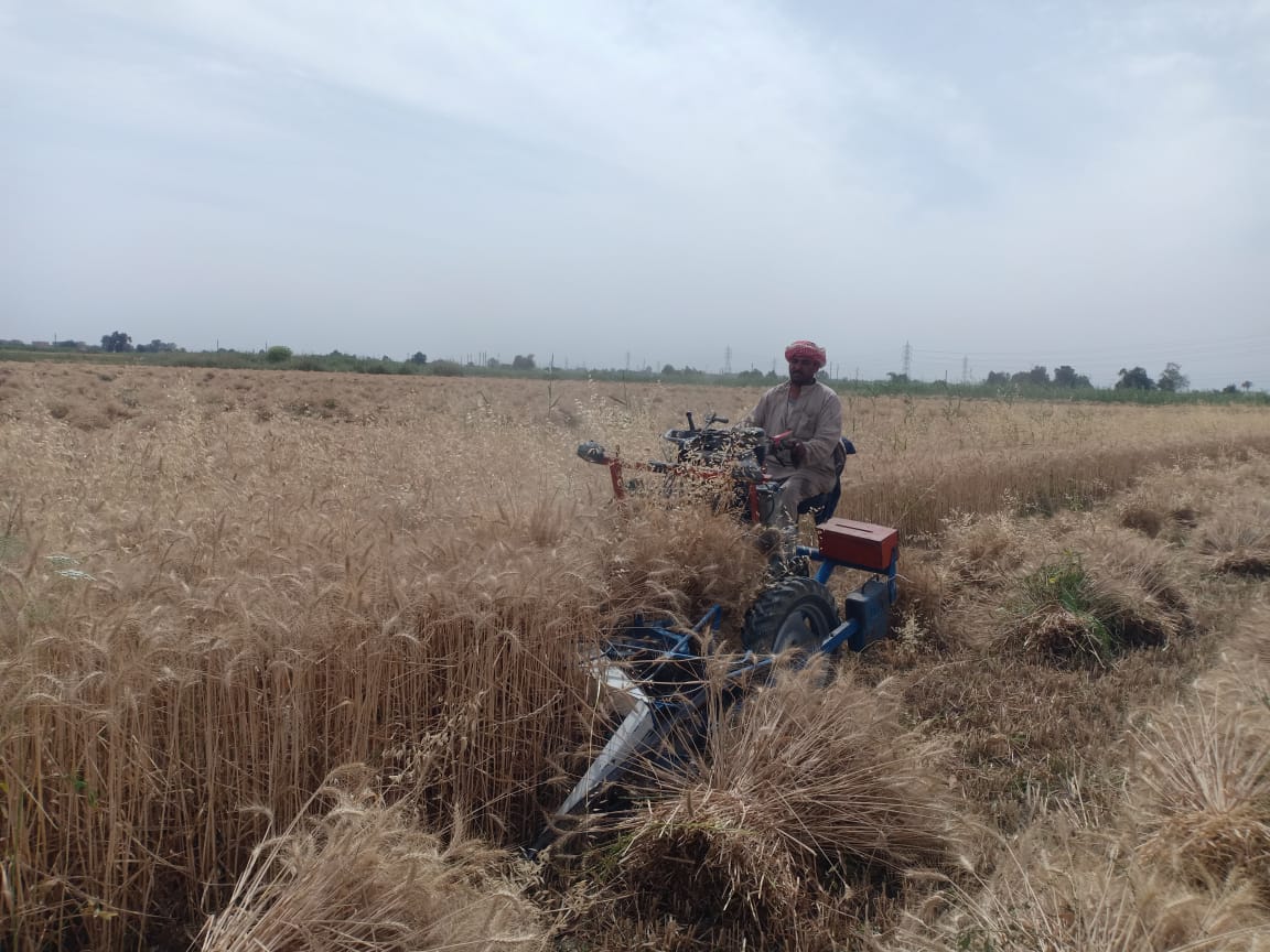 بدء موسم حصاد القمح في الفيوم 