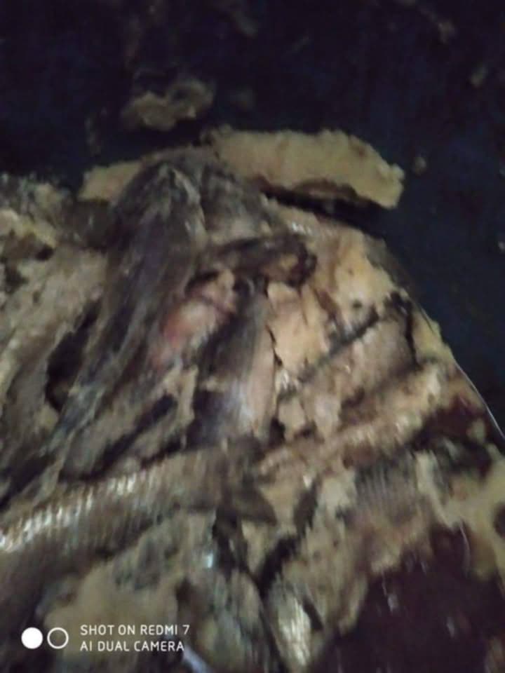 ضبط 4500 كجم أسماكا مدخنة داخل حظيرة مواشٍ