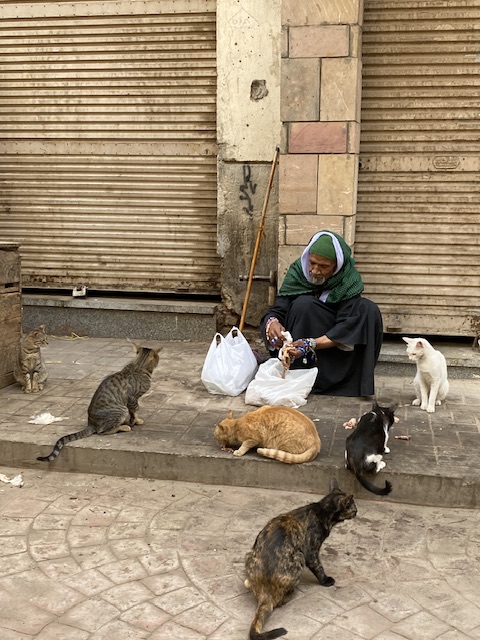 وفاة العم بكري اشهر عاشق للقطط بشوارع الأقصر
