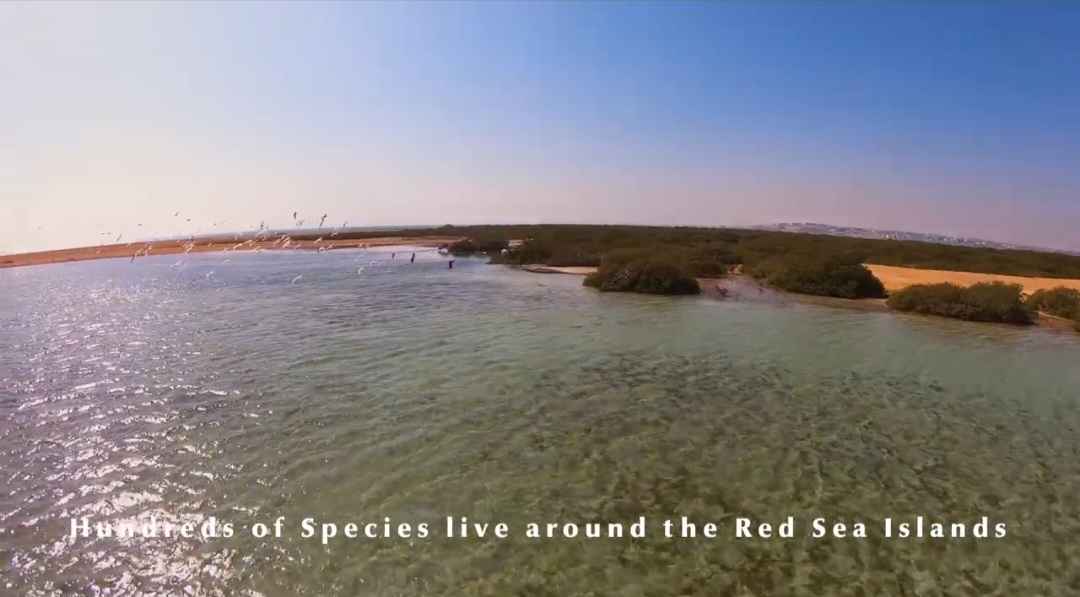 محميات البحر الأحمر