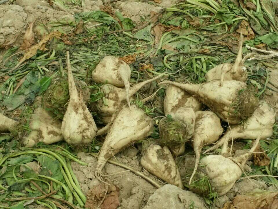 موسم حصاد بنجر السكر 