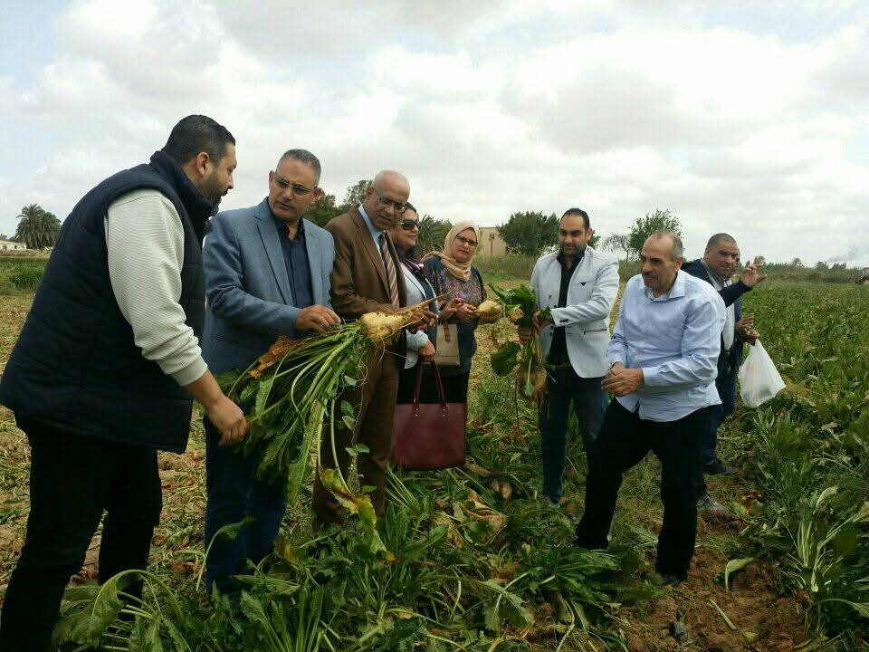 موسم حصاد بنجر السكر 