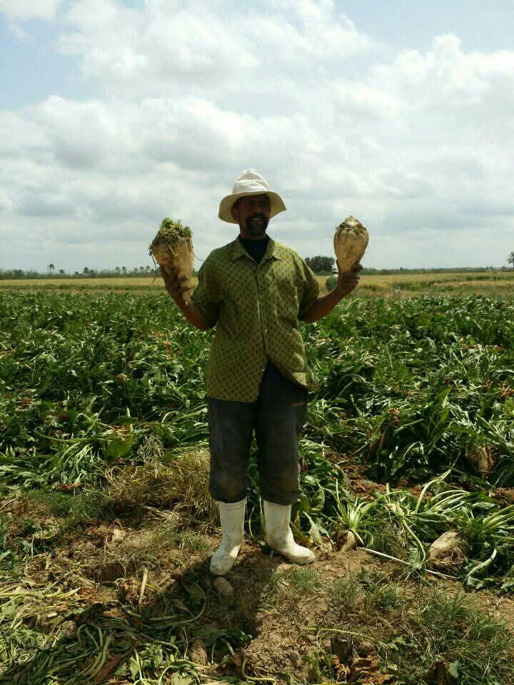 موسم حصاد بنجر السكر 