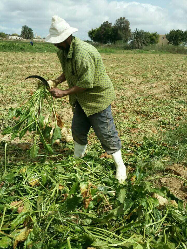 موسم حصاد بنجر السكر 