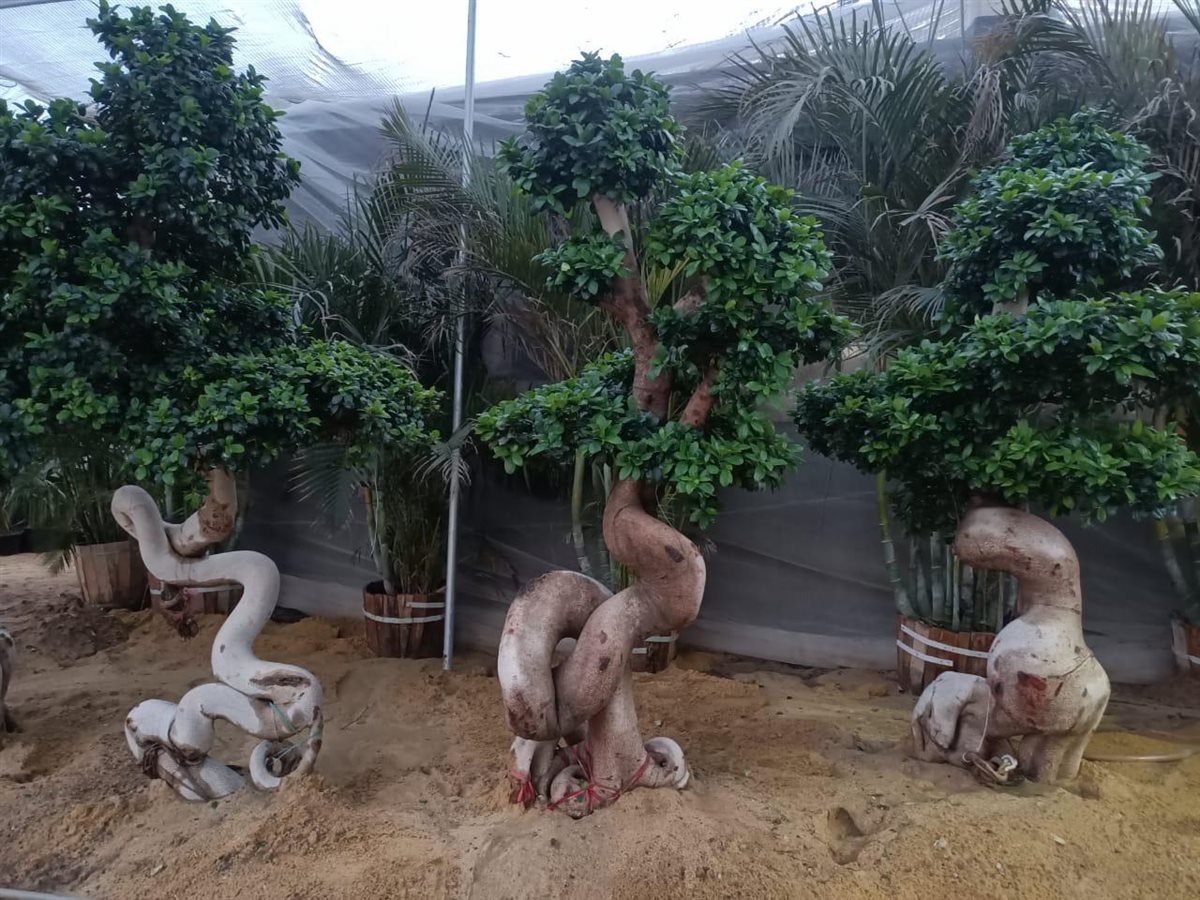 الاستعدادات النهائية لانطلاق معرض زهور الربيع 