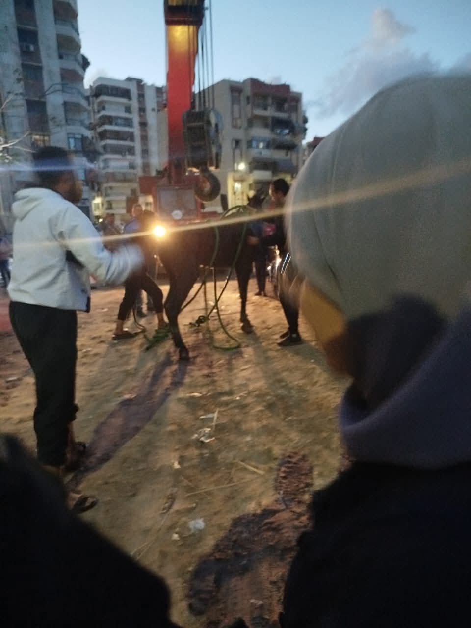 إنقاذ حصان ببورسعيد 