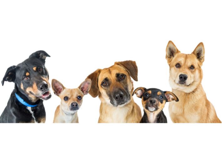 أنواع الكلاب