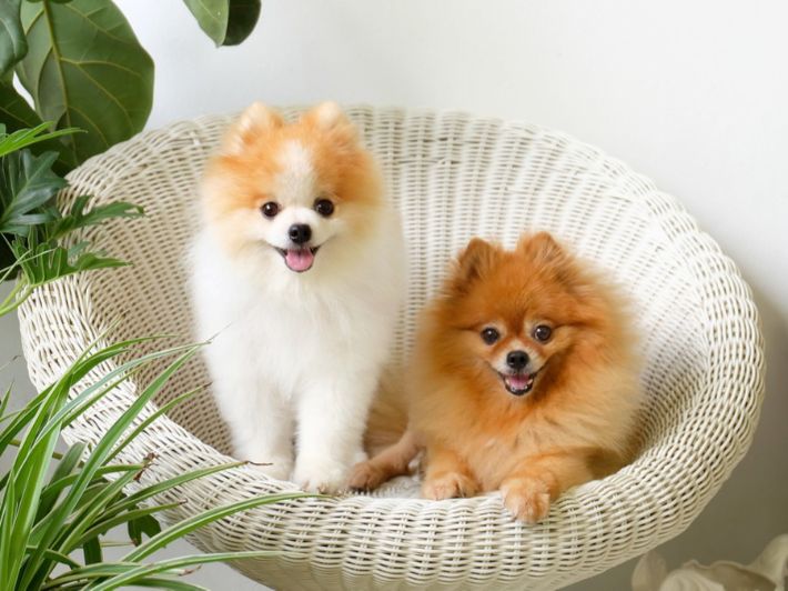 أنواع الكلاب