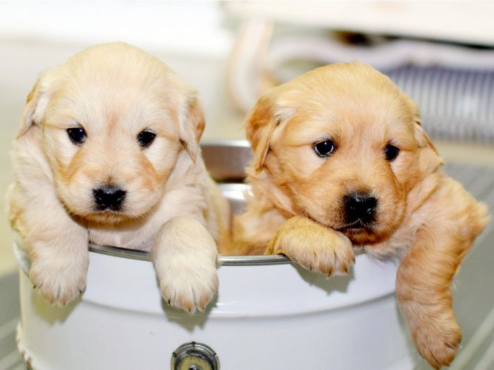 أنواع الكلاب