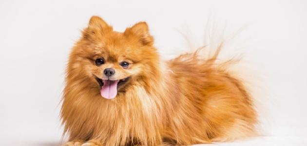 أنواع الكلاب