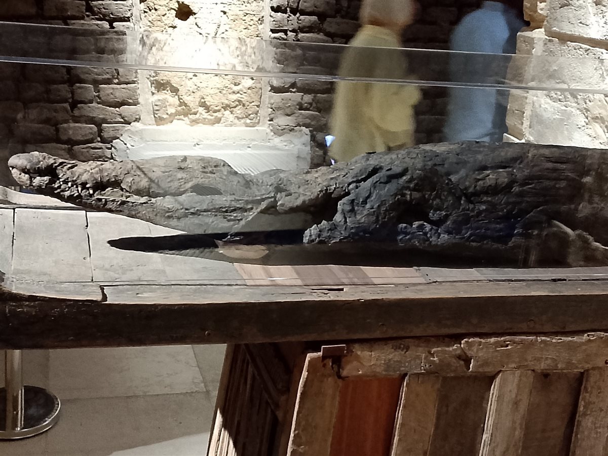 مومياء تمساح 