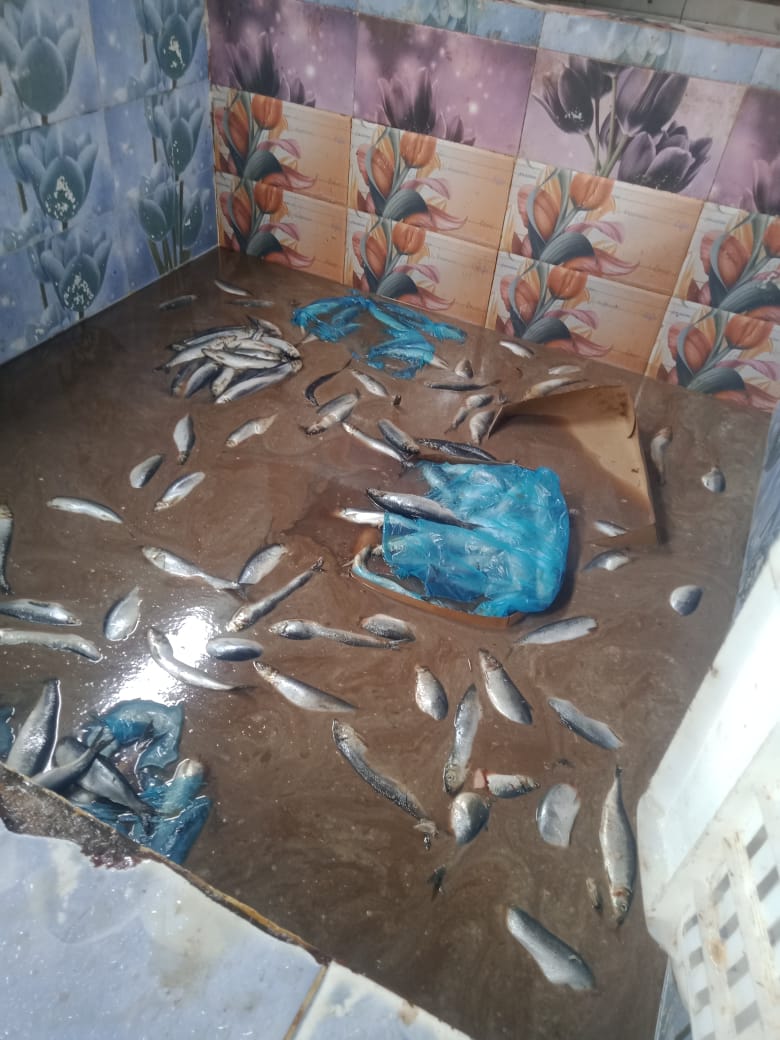 ضبط 15 طن أسماك ورنجة غير صالحة للاستهلاك بالمنوفية قبل شم النسيم