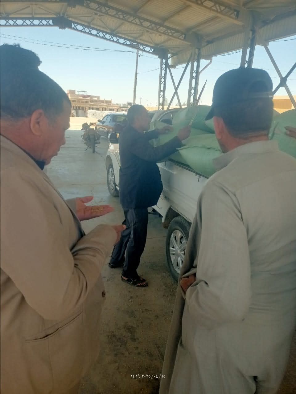 توريد محصول القمح في الوادى الجديد