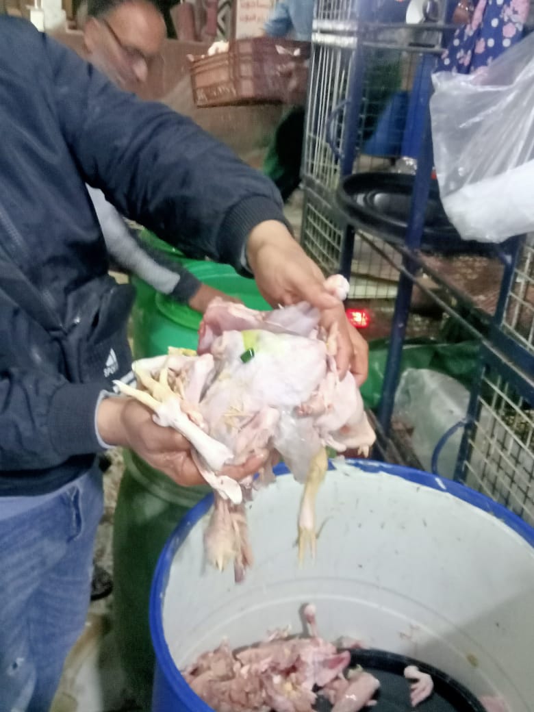 ضبط كميات كبيرة من الدواجن الغير صالحة للاستهلاك الآدمي بالمنوفية
