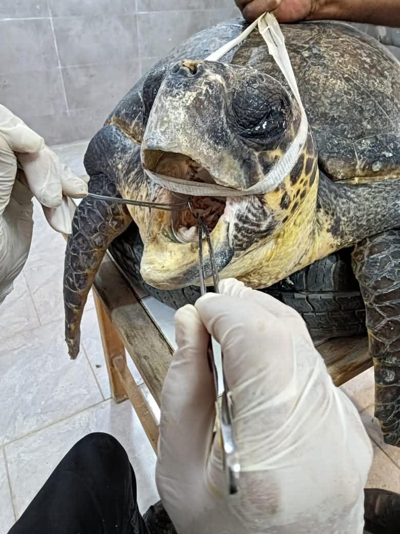 محمية أشتوم الجميل ببورسعيد 