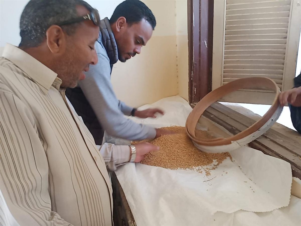 توريد القمح بالأقصر