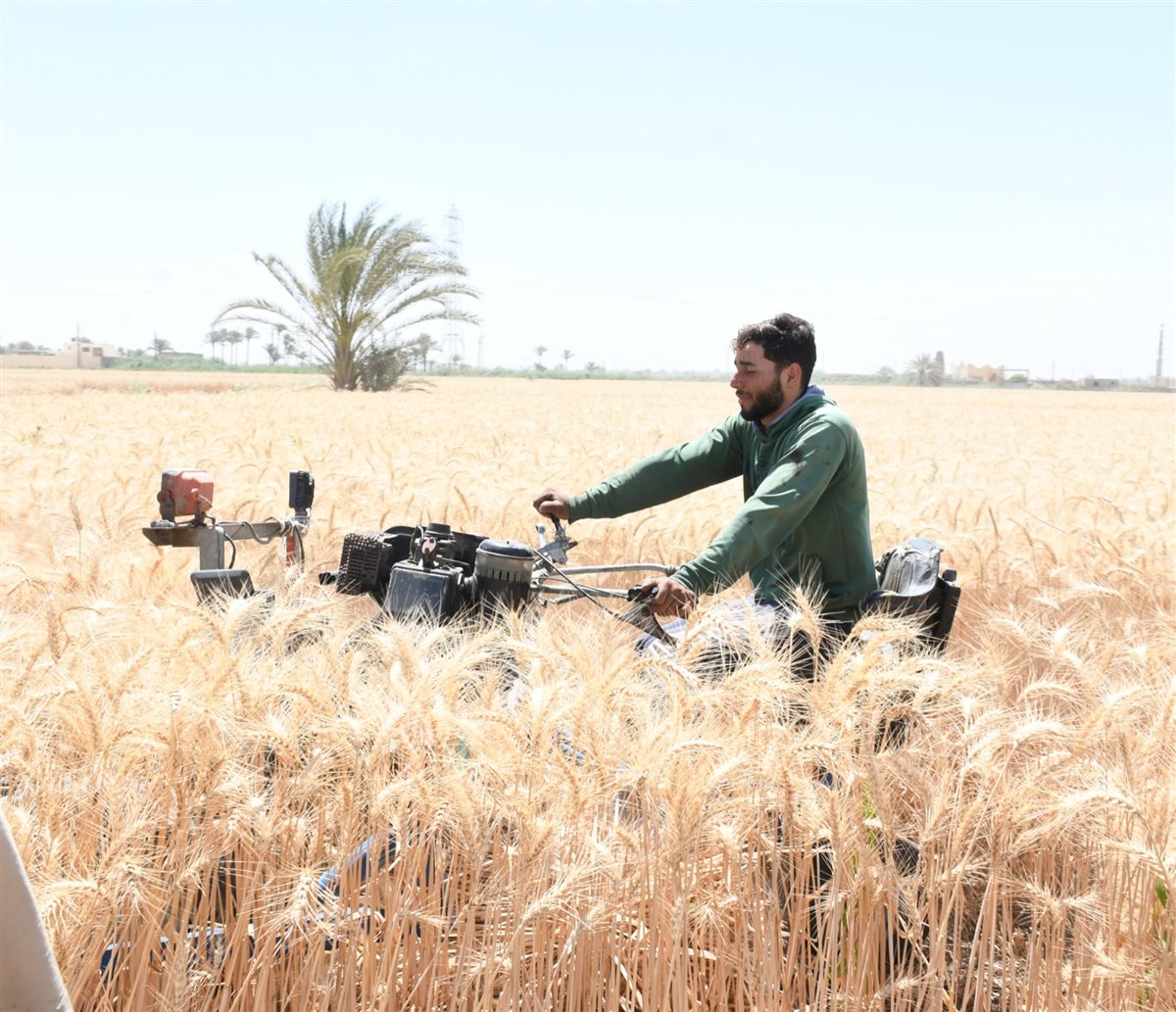حصاد القمح في الفيوم 