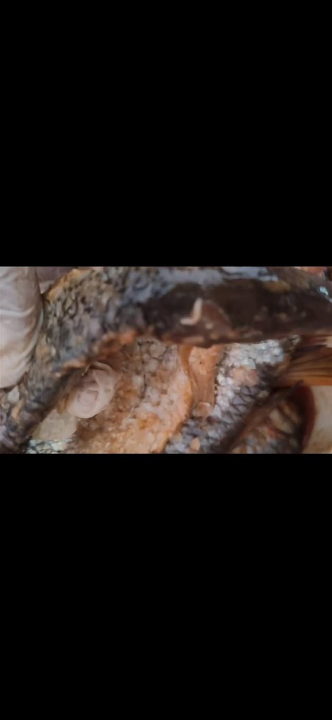 ضبط اسماك غير صالحة للاستهلاك