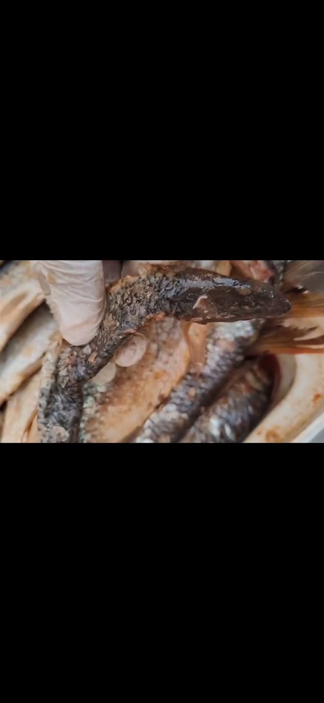 ضبط اسماك غير صالحة للاستهلاك