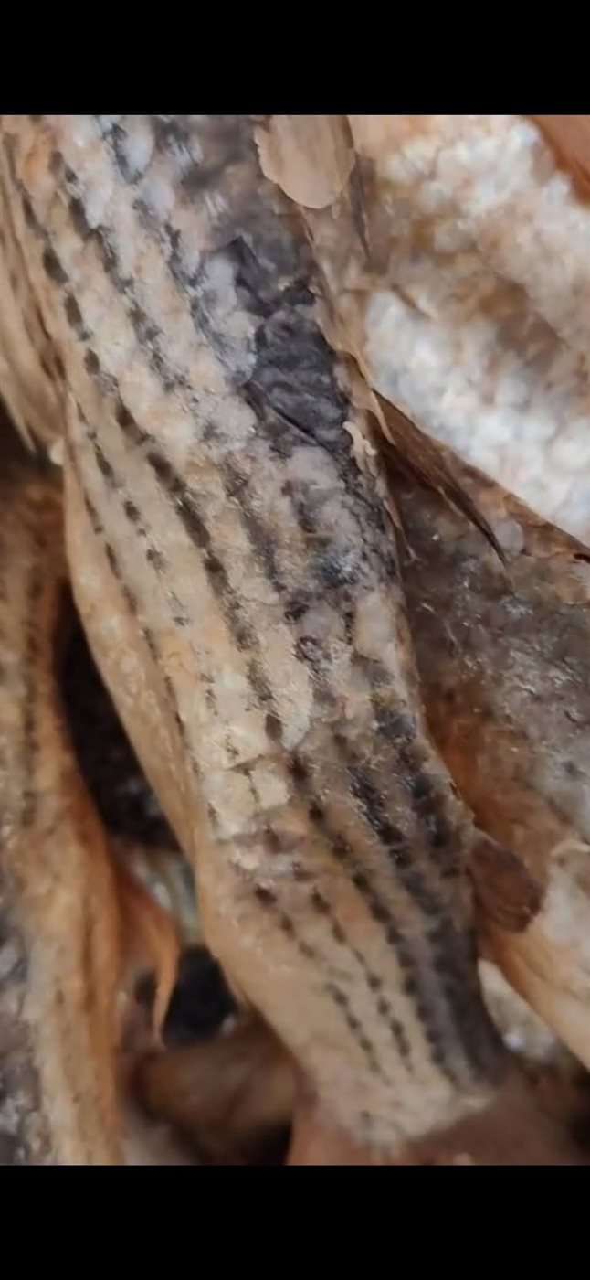 ضبط اسماك غير صالحة للاستهلاك